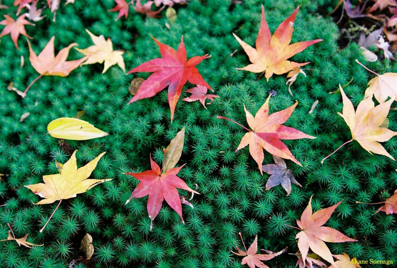 Kyoto Home Higashikujo المظهر الخارجي الصورة